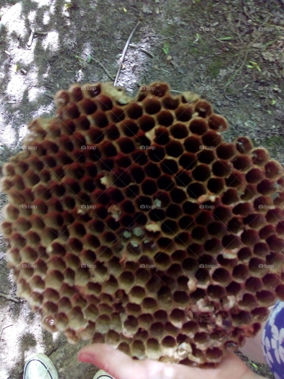 honey bee nest.