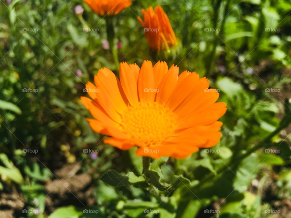 Маленькие солнышки