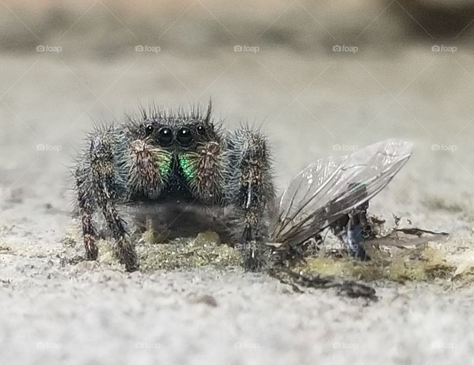 Jumping spider