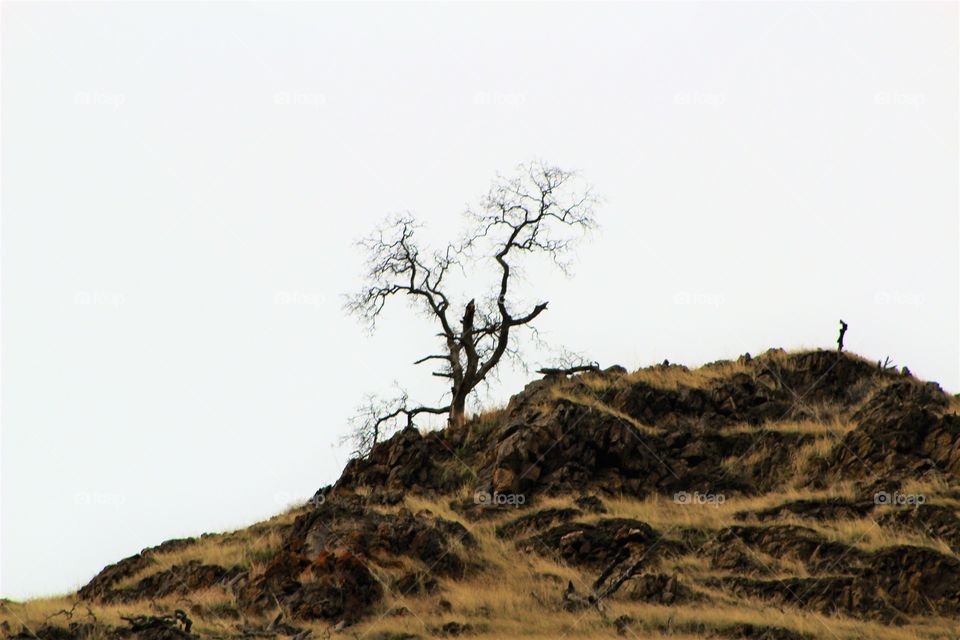 Lonely tree