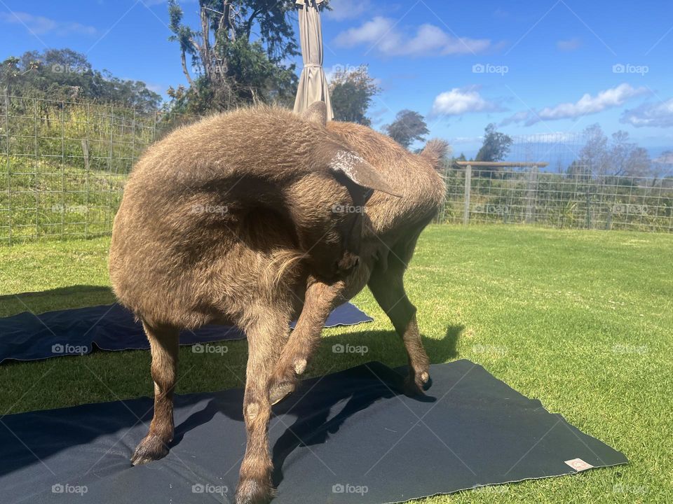 Goat teaching yoga