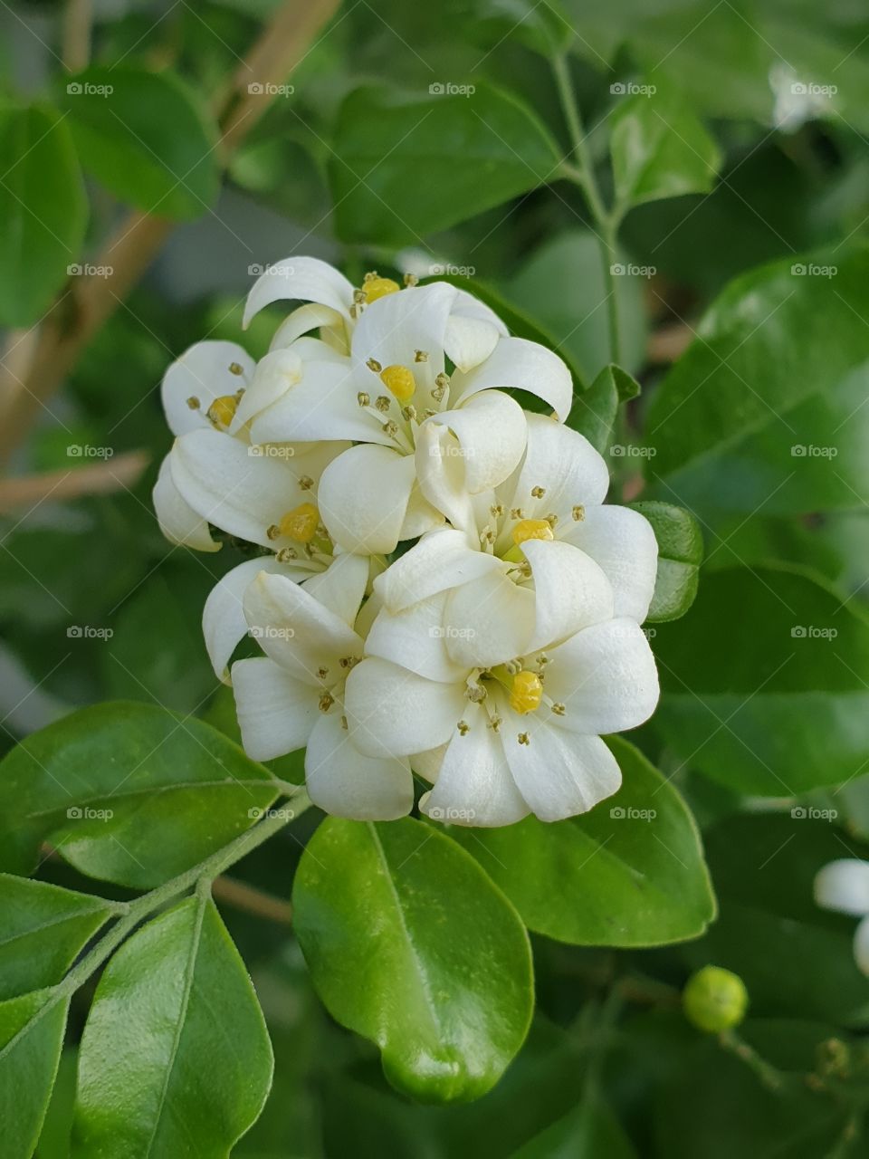 the beautiful flowers