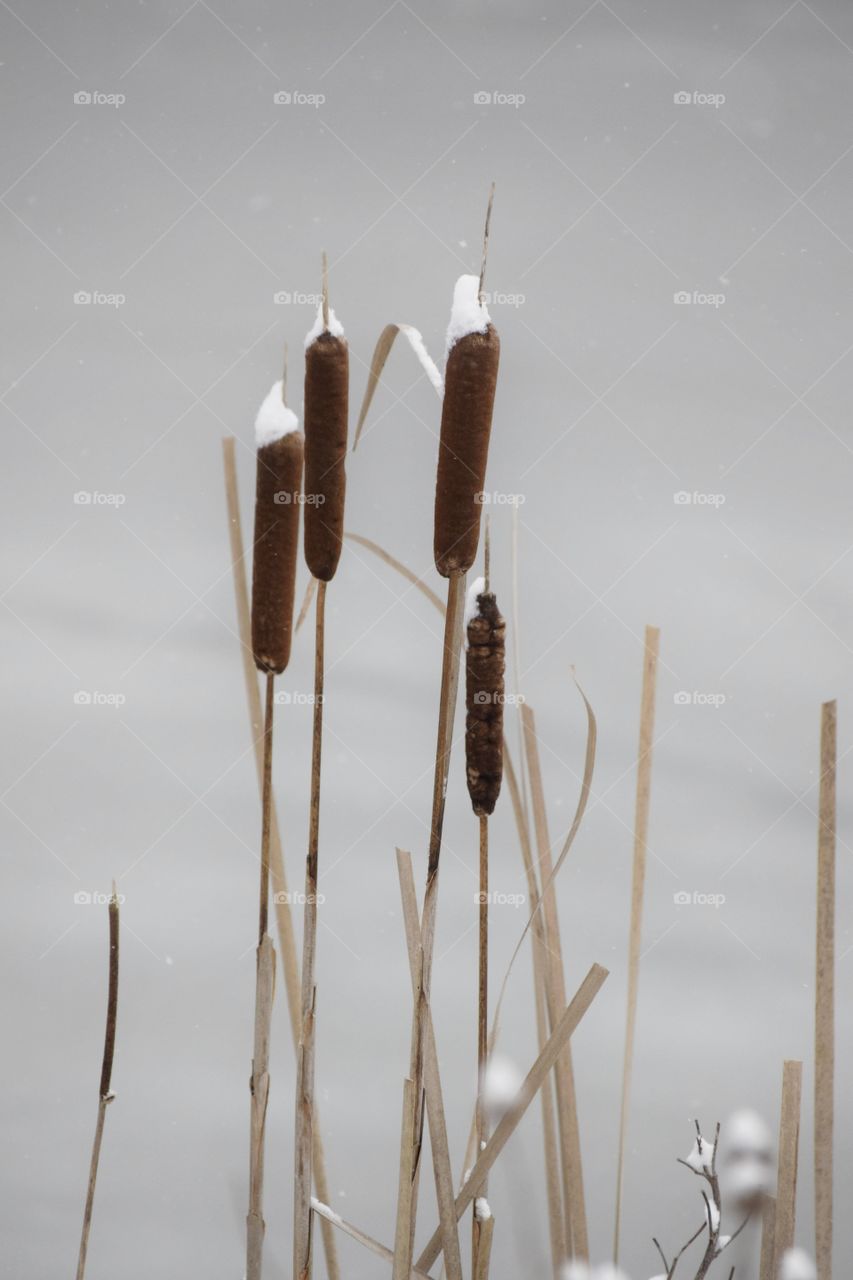 Frosty Cattails