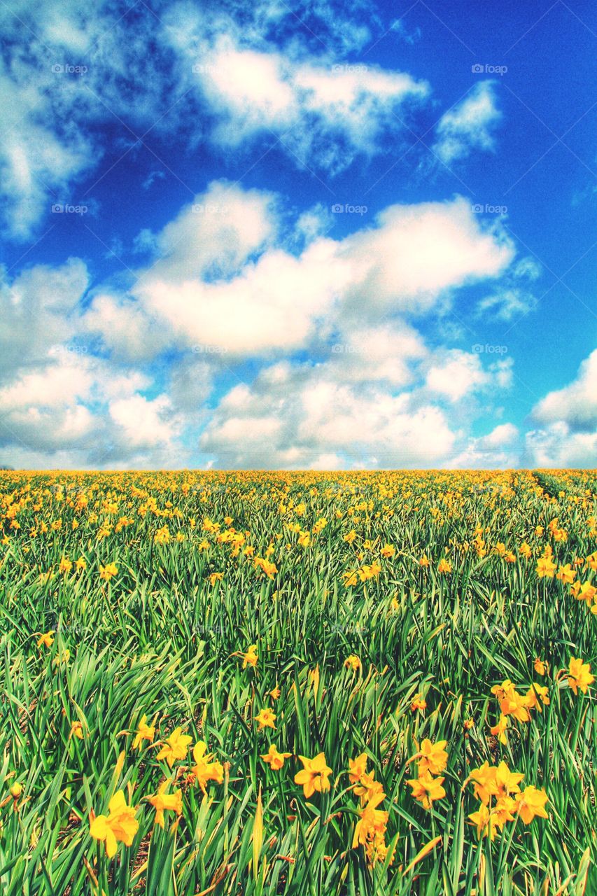 A hillside field of Spring daffodils under a bright blue sky.