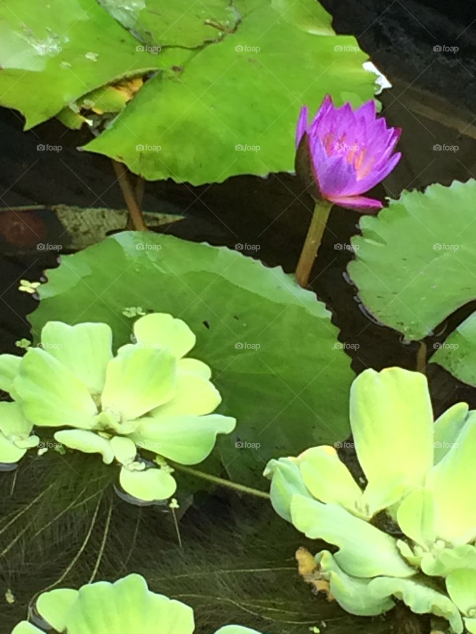 Pool, Lotus, Lily, Leaf, Flower