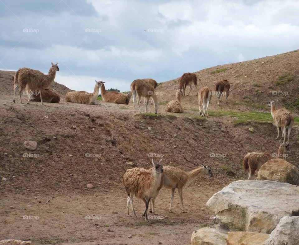 Lamas.