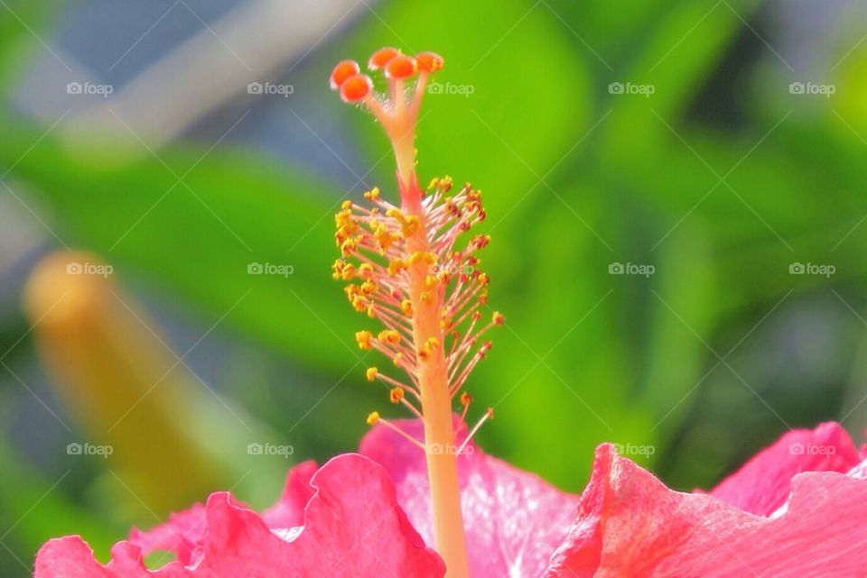 Hibiscus 