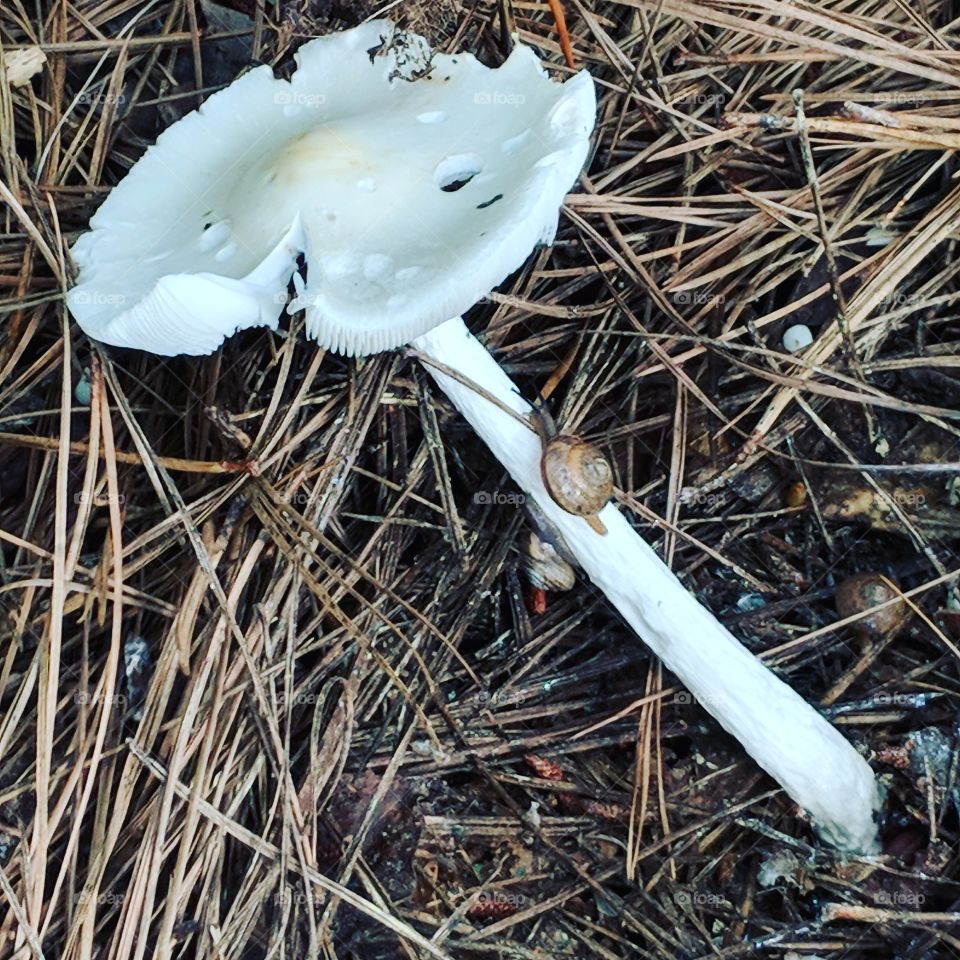snail climbing a mushroom