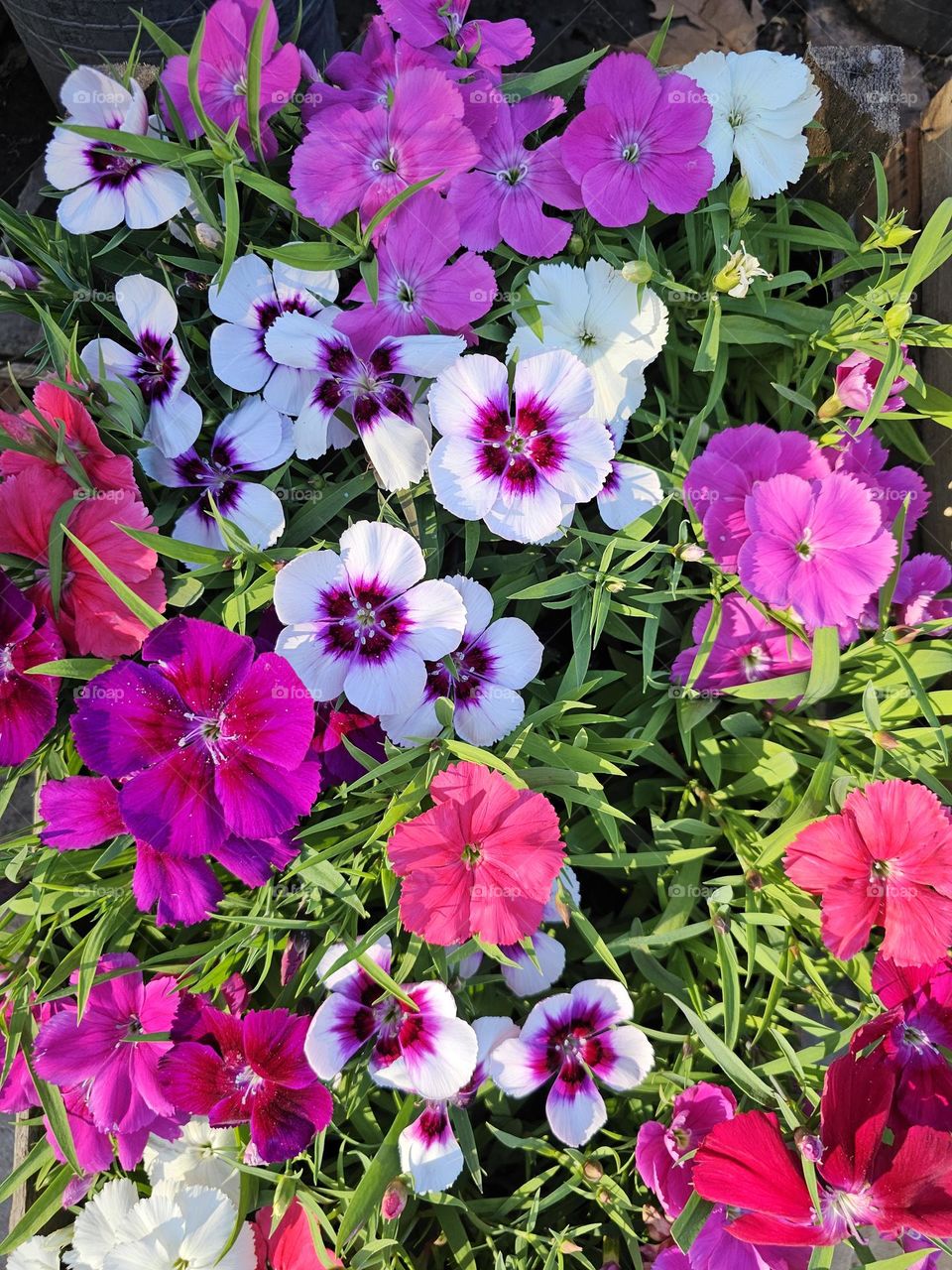 "Colorful" Flowers always brighten ones day, especially if they are colorful. They bring happiness, a sense of joy and closeness to nature.