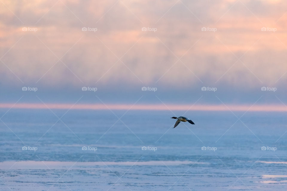 Bird over sea that is about to freeze over in Helsinki, Finland with sea fog in the background.