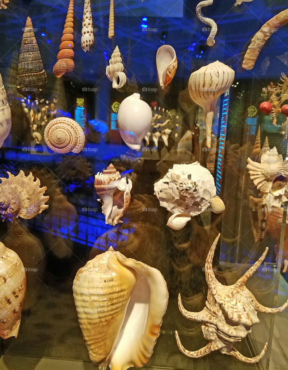 display of sea shells in a glass case