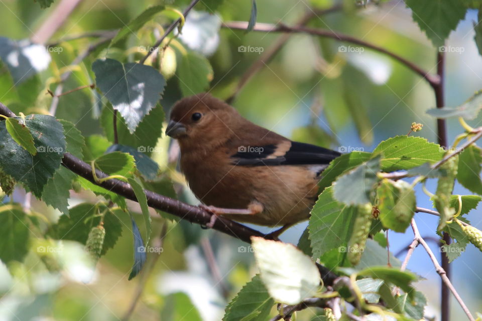 little young bird