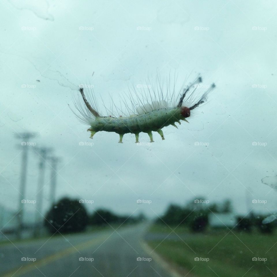 alien caterpillar