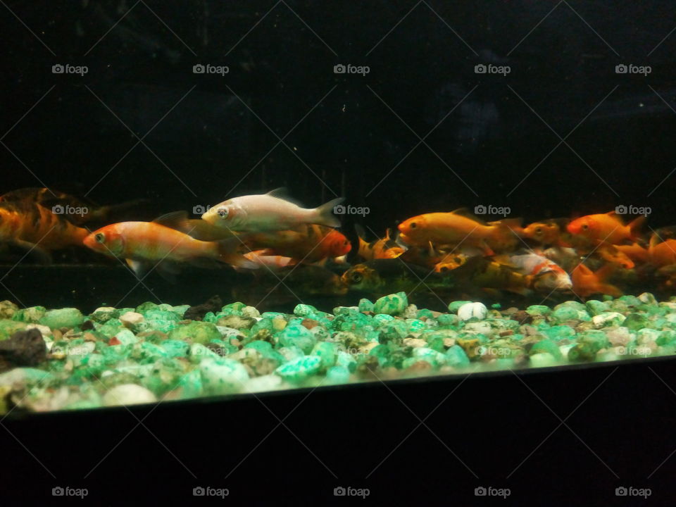 fish at the bottom of the tank