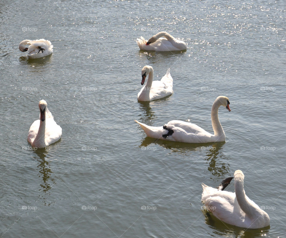 White swans 