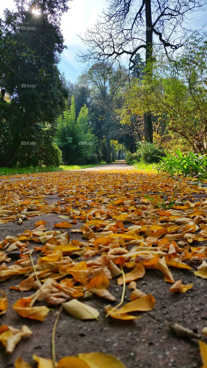 A walkway in the botanic garden