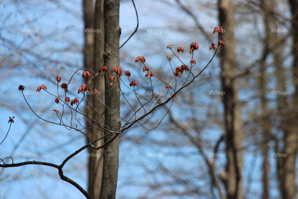 signs of spring in Michigan, baby leaves