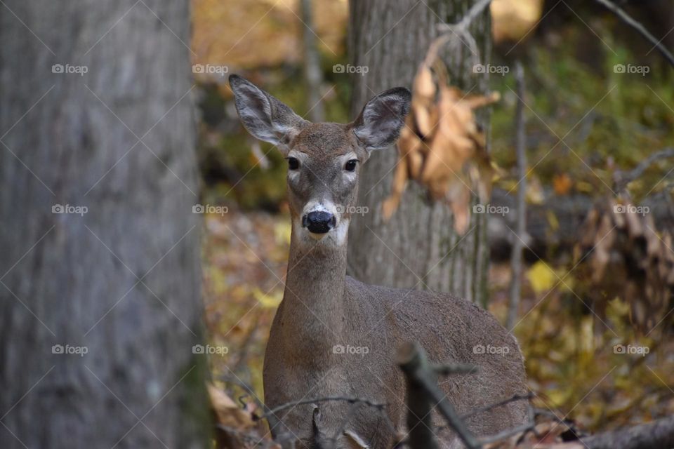 A curious doe looks on