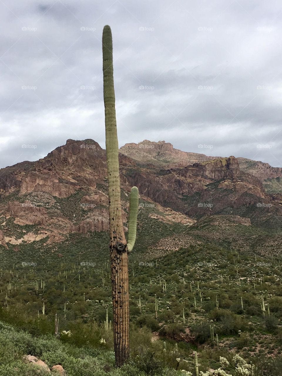 Lone Saguaro 