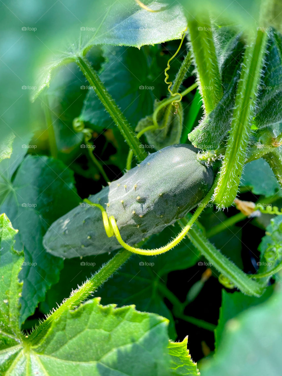 Adolescent cucumber on the vine