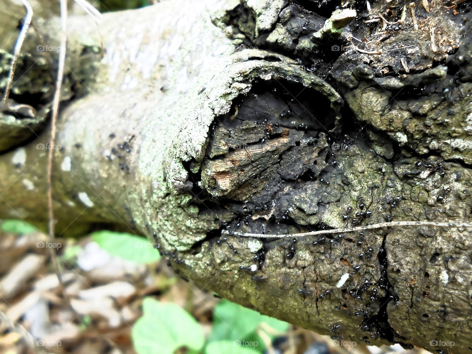 Ants Starting Nest On Wood