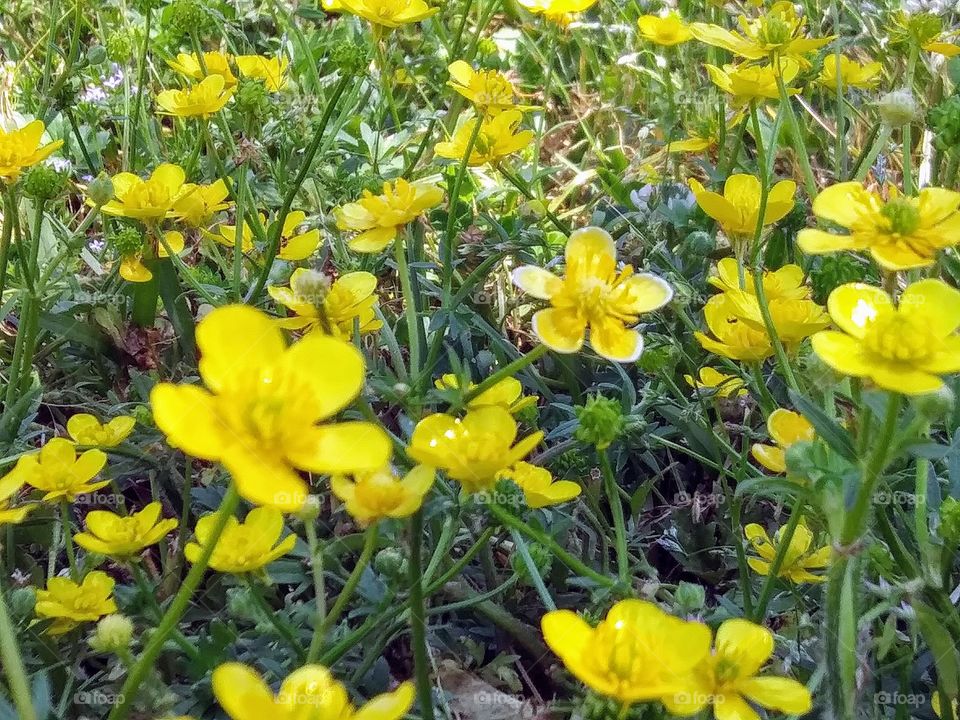 lots of buttercups