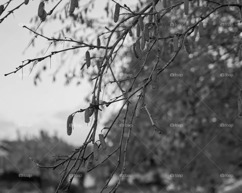 tree