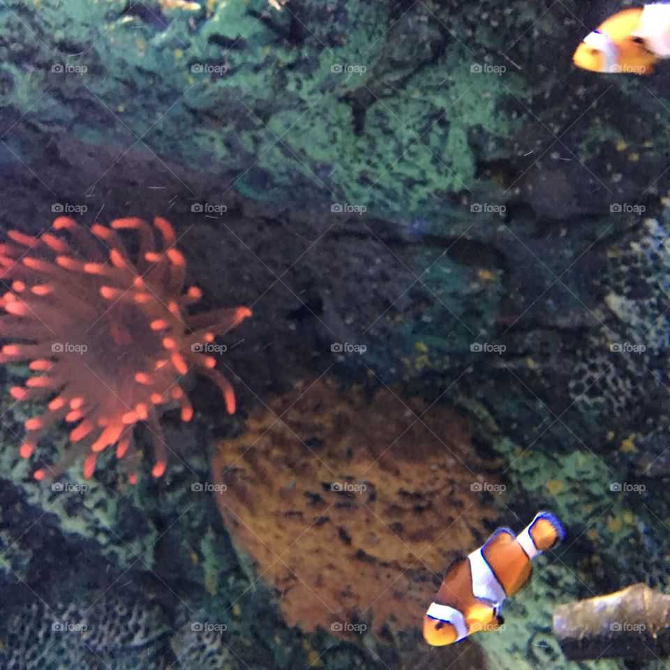I spy Nemo