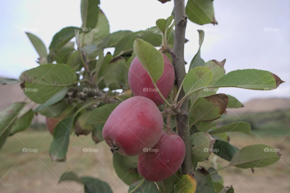 Organic tree cultivation with green and red apples