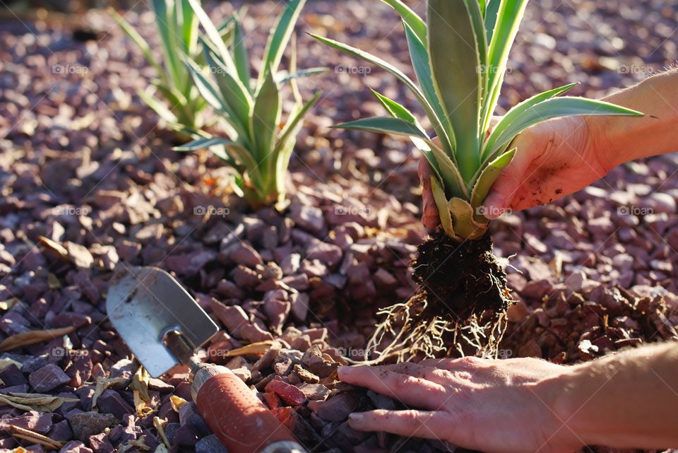 Planting agave