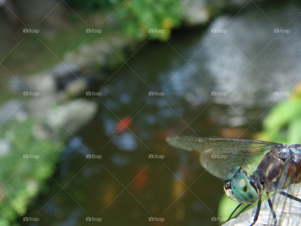 DRAGONFLY OVER POND