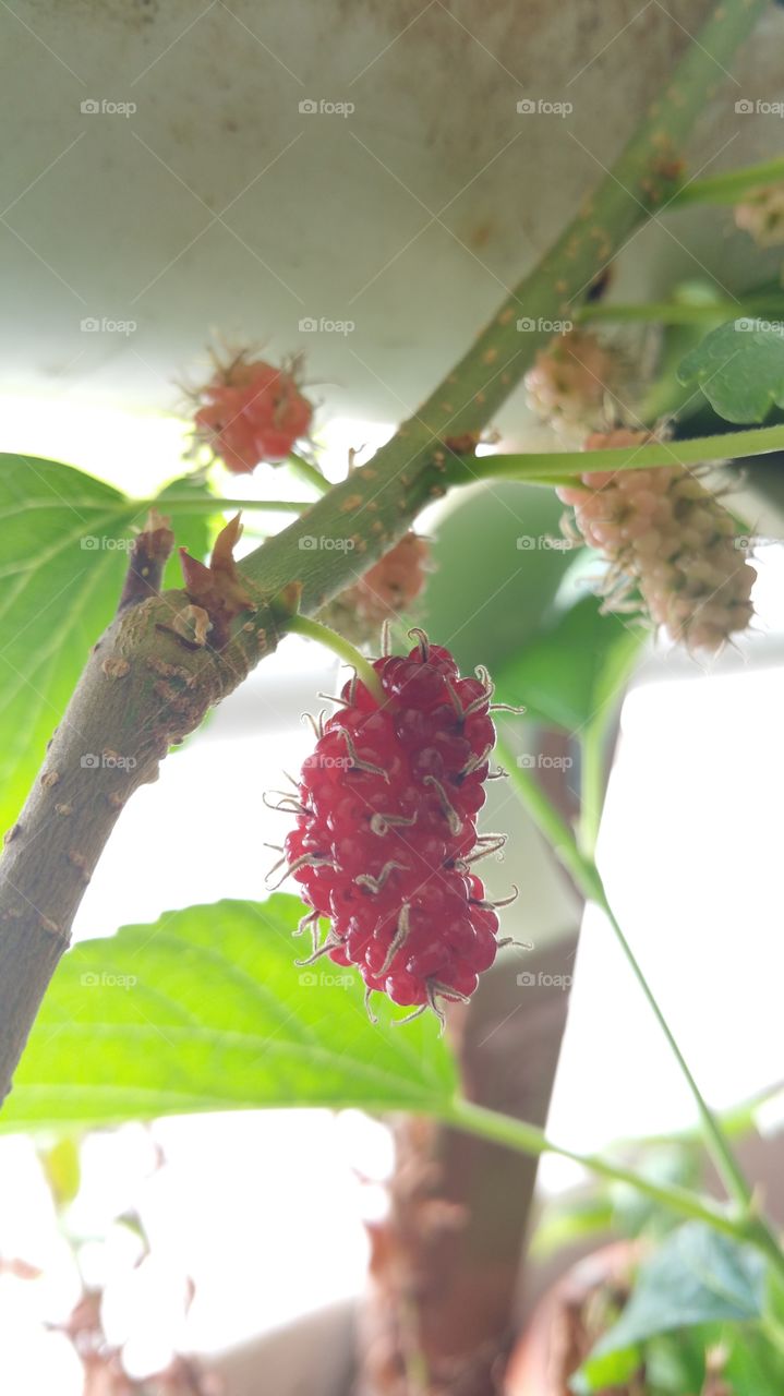 Fresh mulberry, black ripe and red unripe mulberries on the branch