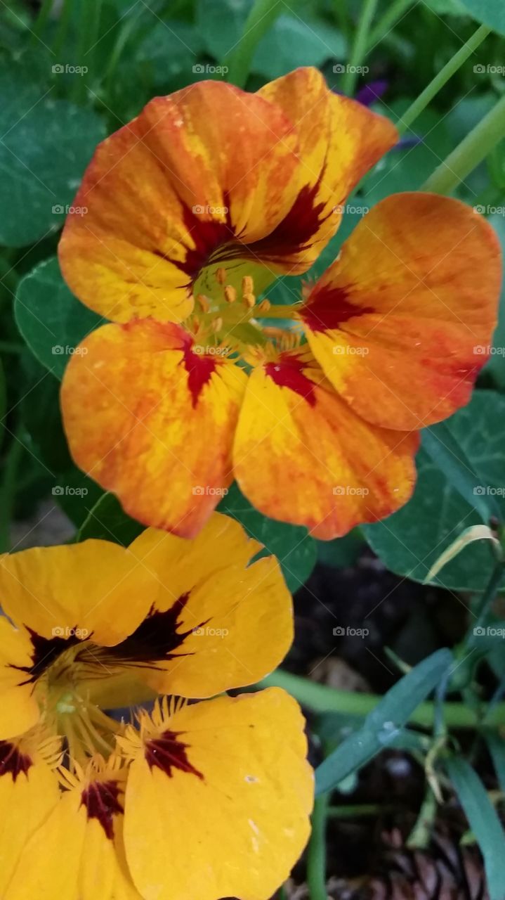 my Nasturtium 2015. came back on its own