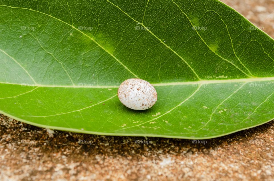 Lizard Egg On Leaf