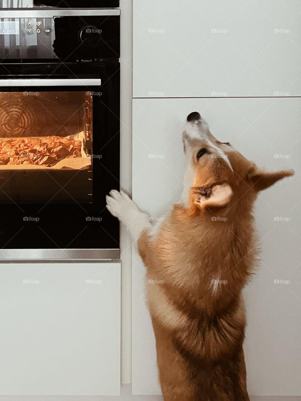 cooking corgi 