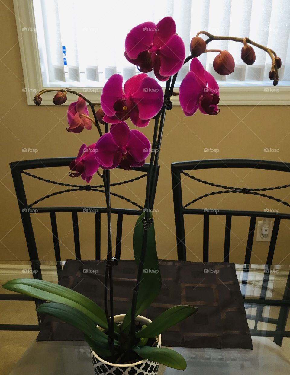 Beautiful Orchids 