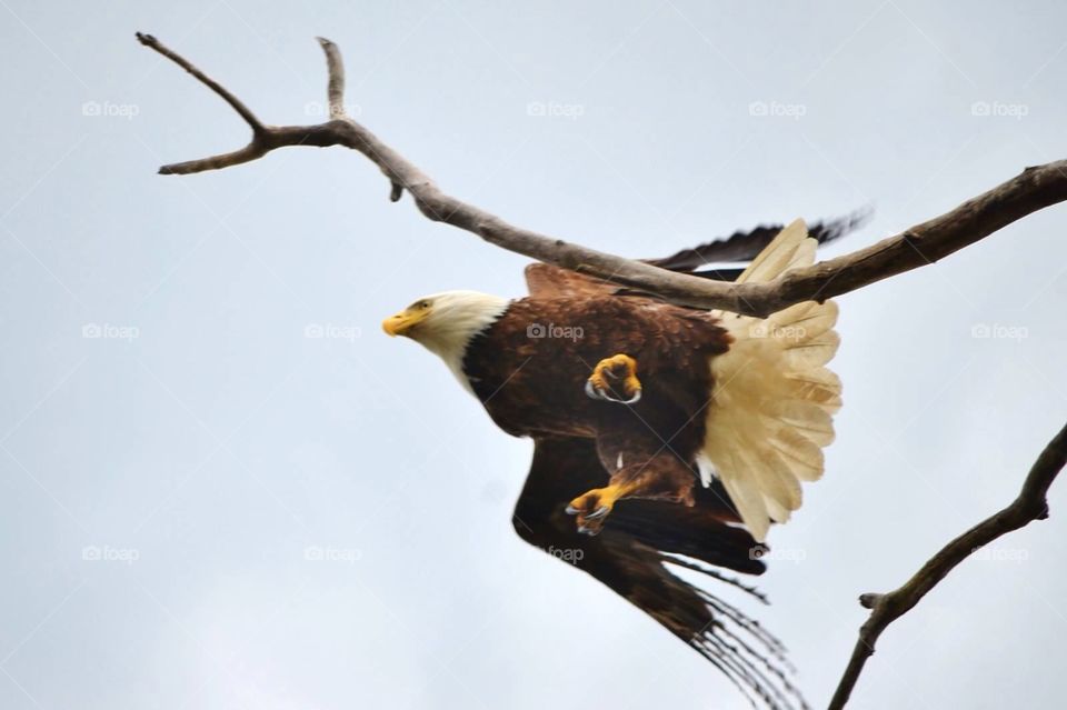 Eagle rising. Bald eagle taking off