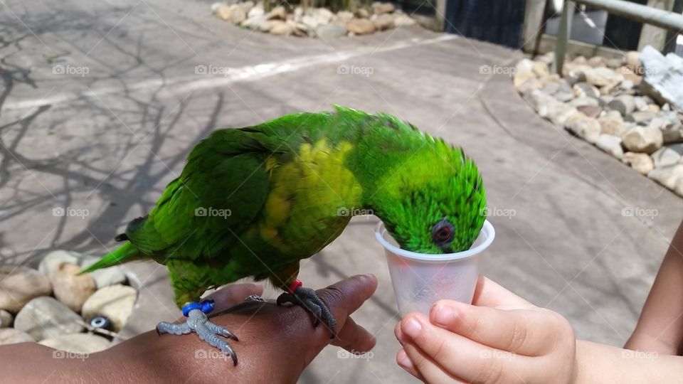 Feeding the parakeets