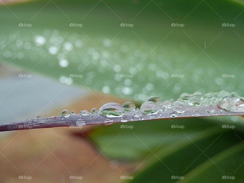 Raindrops