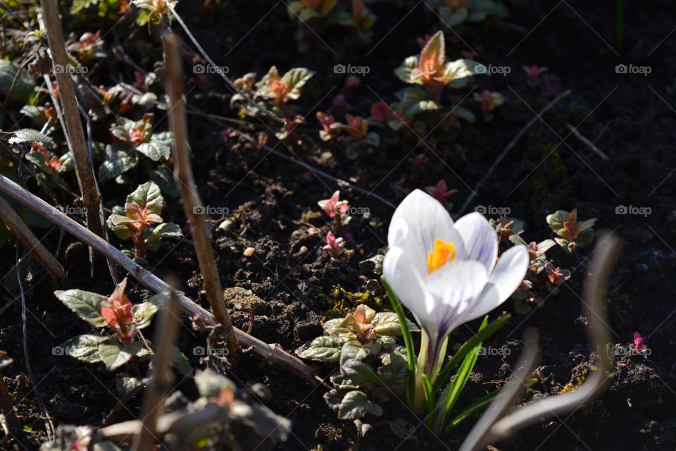 beautiful crocus flower view from the ground