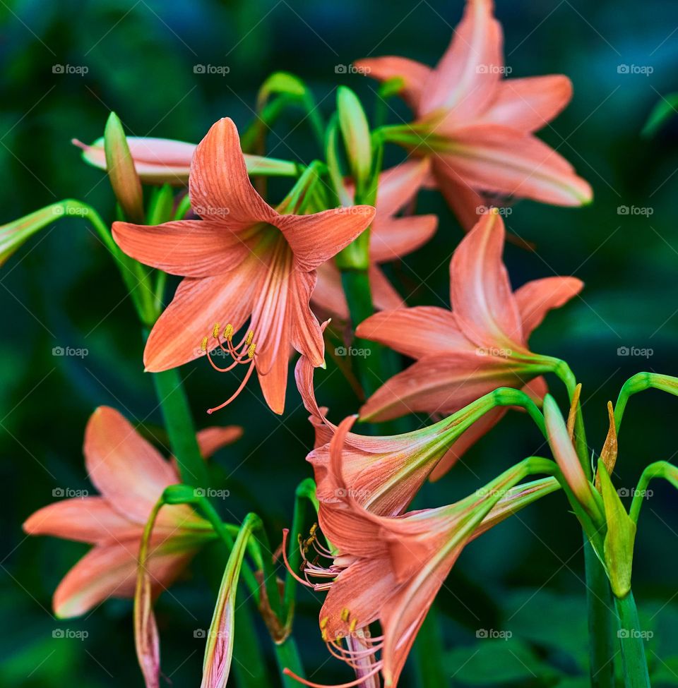 Striped  Barbados Lilly