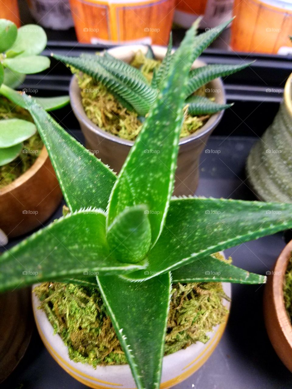 Miniature cactus plants