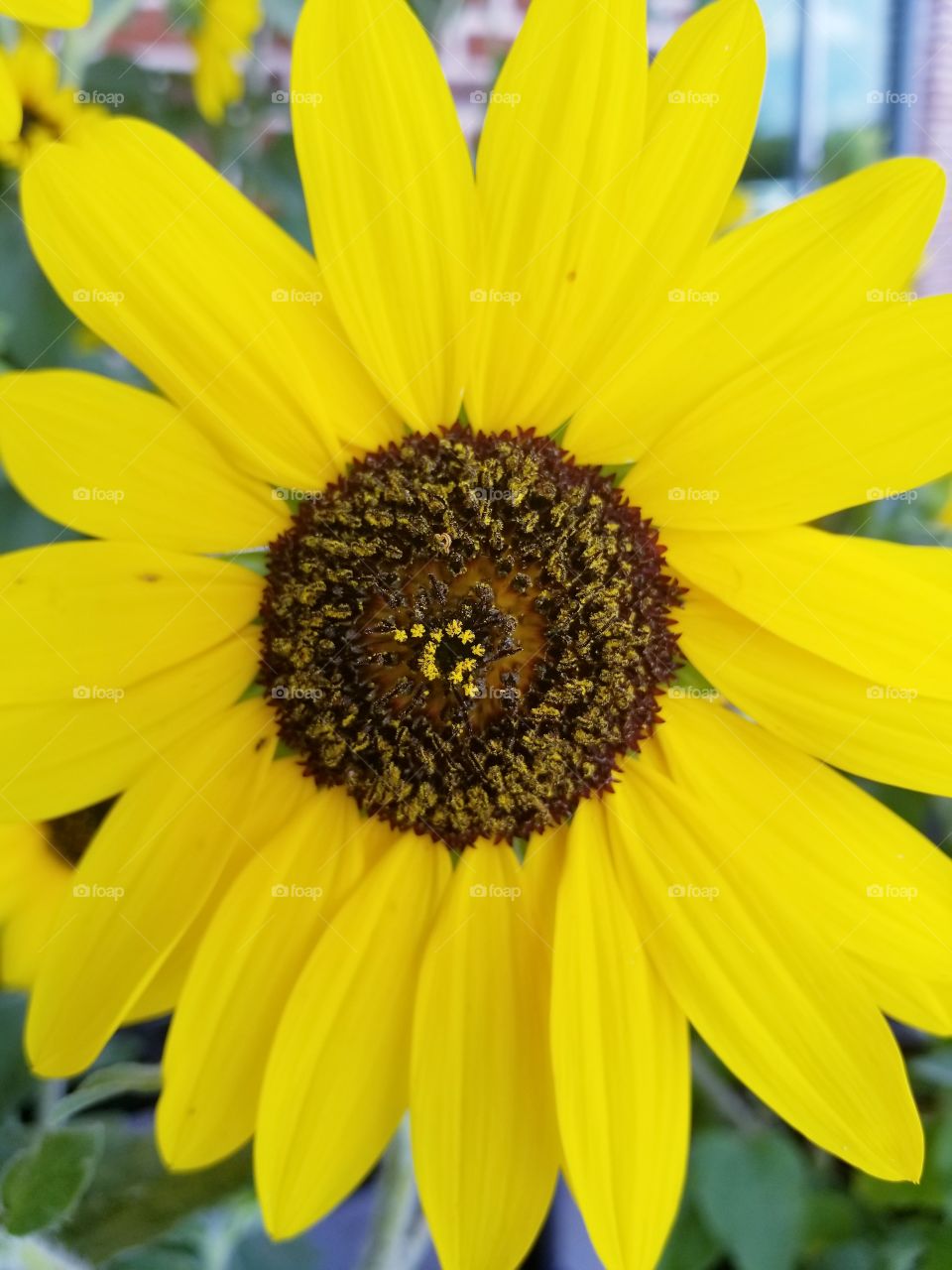 bright yellow sunflower