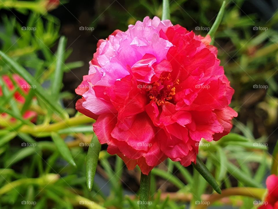 my beautiful Portulaca grandiflora