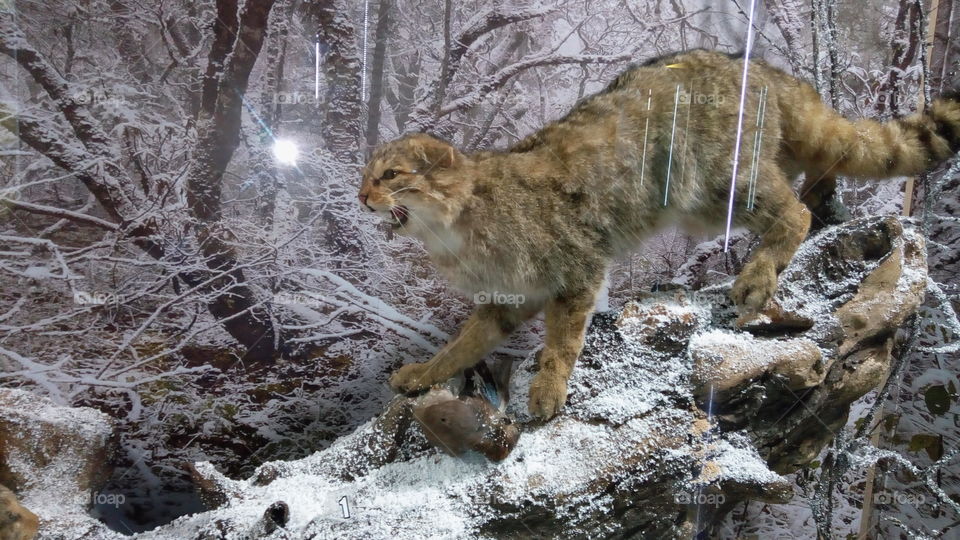 Animals in the museum