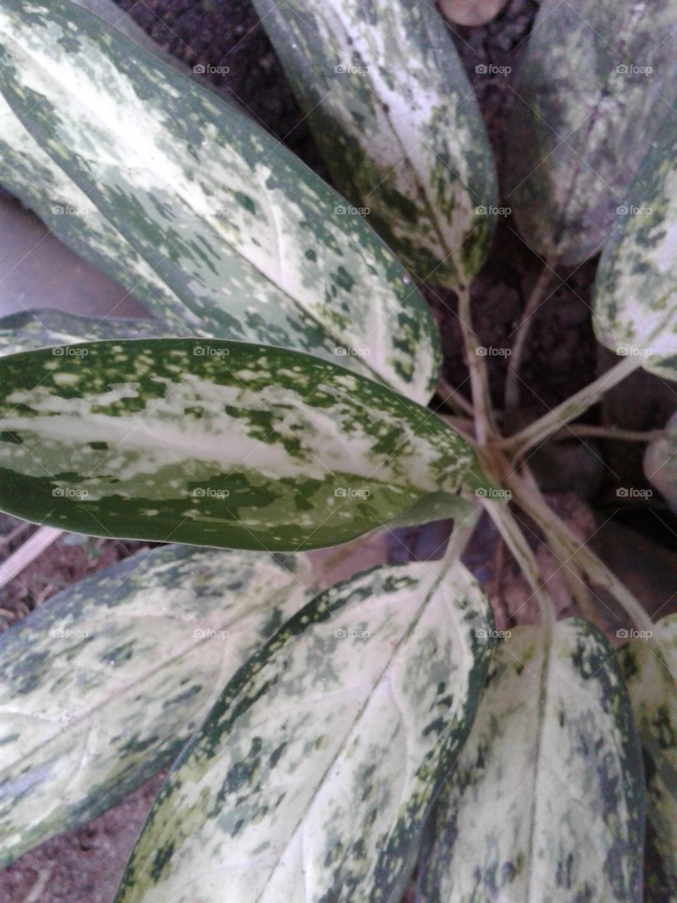 dracaena species