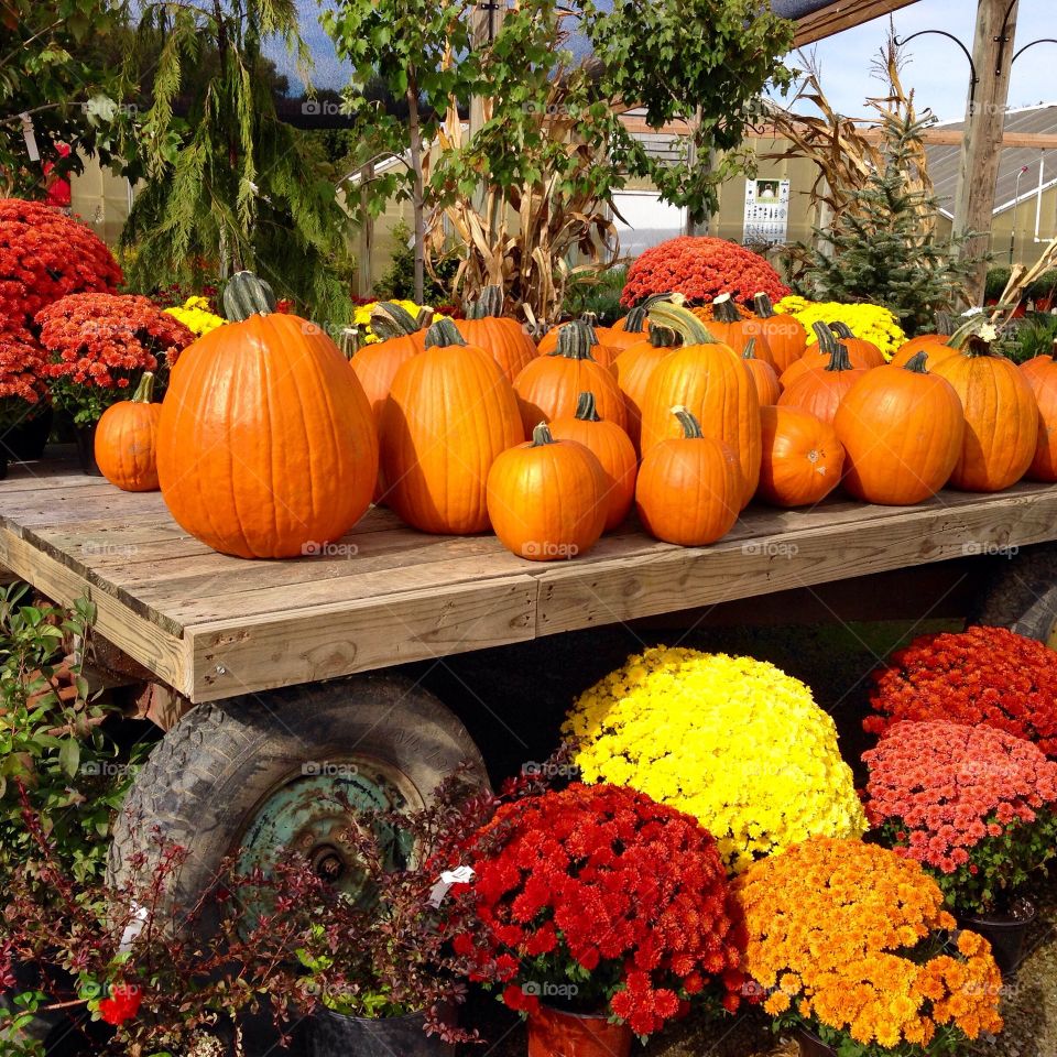 Pumpkin display in Lima Ohio. 