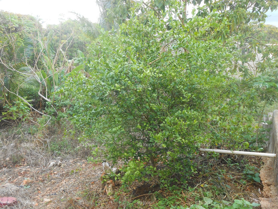 Nature Lime Tree