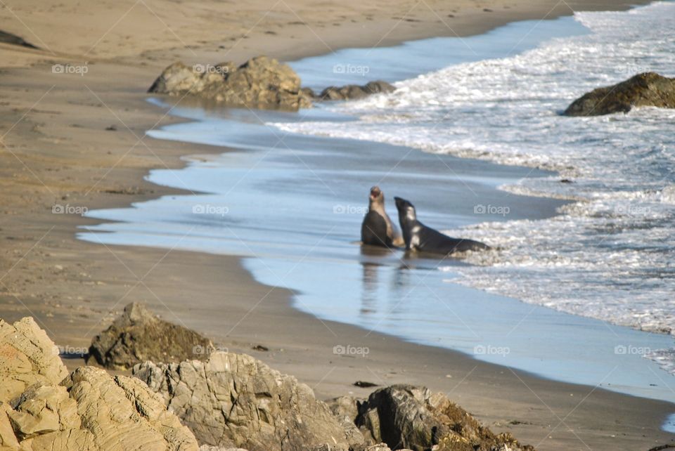 Seals in Shallows