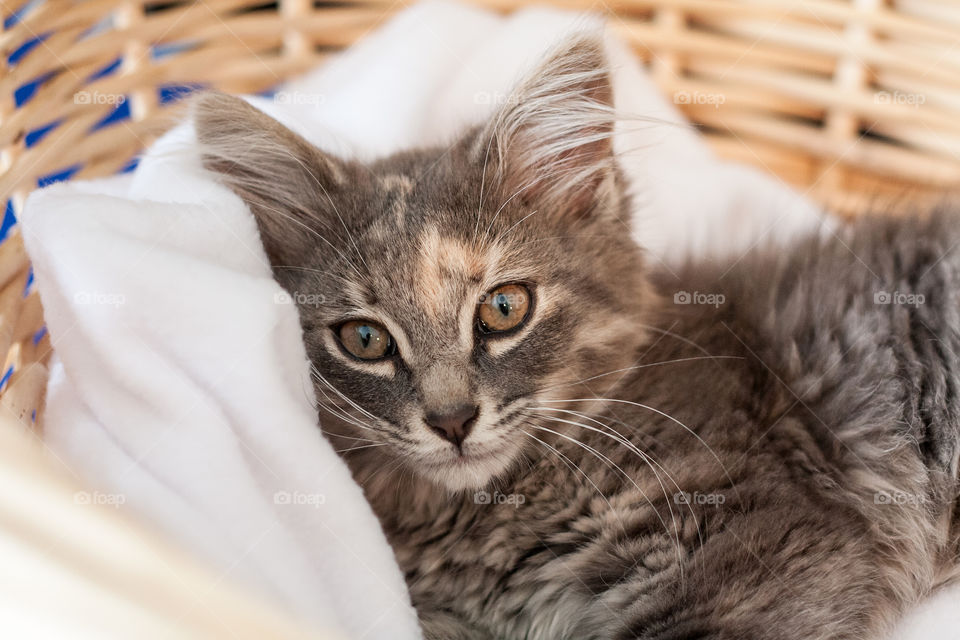 Basket Kitty